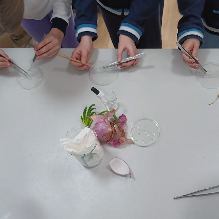 Children at a white lab table use tweezers and tools to work with clear petri dishes during a science activity, with an onion and plant parts in the center.